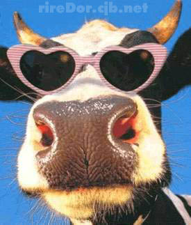 Vache